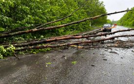 Через негоду на Вінниччині падали дерева. Рятувальники двічі розчищали автошляхи