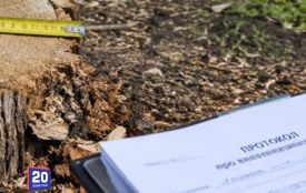Штраф у 510 гривень і майже 30 тисяч збитків: чоловік покарали за вирубку дерев