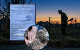 В Іллінцях чоловік застрелив сусідську кішку Асю. Чому господарі не можуть добитися справедливості і що каже закон?