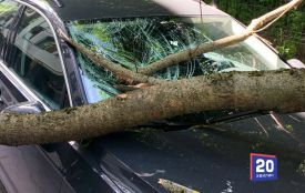 Сильний вітер наробив проблем у Вінниці: дерево впало на авто