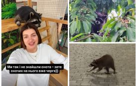 Вінничан просять про допомогу у пошуках єнота, який понад тиждень блукає вулицями міста