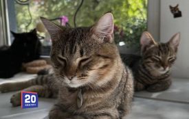 Котячі пригоди та екскурсія містом. У Вінниці проведуть «Пухнасті історії міста»