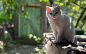 Спека до +30° та жодних дощів: прогноз погоди у Вінниці на вихідні
