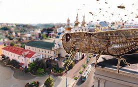 На півдні України фіксують нашестя сарани. Чи є загроза для Вінниччини
