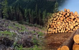 Понад дві сотні дубів вирубали на Вінниччині. Суд зобов'язав відшкодувати три мільйони