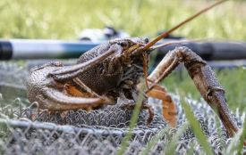 Сезон вилову раків відкрили. Які правила діють для рибалок