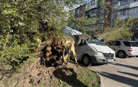 Не паркуйте авто під деревами: вінничан попередили про небезпеку під час негоди