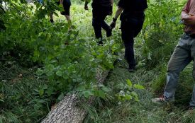 На Звягельщині виявили незаконну порубку трьох дерев вільхи
