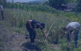 На городі жительки Чечельницької громади виявили понад 800 кущів маку