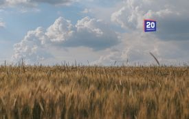 Метеорологи оцінили стан посівів на Вінниччині: де бракує вологи