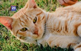 Цей день, 3 липня: яке сьогодні свято, заборони і прикмети