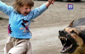 Сказ атакує Вінниччину — за місяць майже 600 людей звернулися після нападів тварин