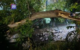 У Вінниці дерево впало на припаркований автомобіль під час негоди