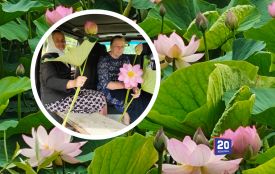 На ставку біля Сологубівки масово розквітли рожеві лотоси. ВІДЕО