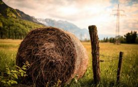 Сьогодні відзначають Горіховий Спас. Які є прикмети та заборони 16 серпня