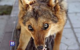 Домашній собака захворів на сказ — у громаді на Вінниччині ввели карантин