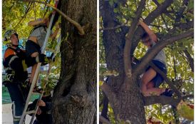 Заліз на дерево, а злізти не зміг: у Вінниці 9-річного хлопчика знімали рятувальники