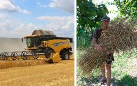 «Батьків сніп був тугенький, а мамин — тендітний»: жнива у полі і в спогадах