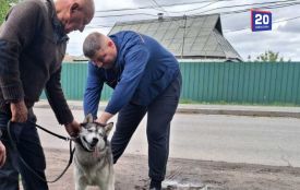 У старостинських округах провакцинували 2200 котів та собак