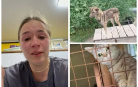 Виснажені коти та собаки, занедбані вольєри — у Threads показали притулок Томи Пастух на Вінниччині