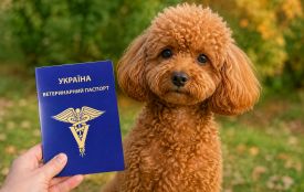 Новий ветпаспорт для домашніх тварин: що змінилося та чи треба міняти старий