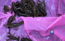 600 грамів раків коштуватимуть понад 100 000 тисяч. Поблизу Олексіївки спіймали браконьєра