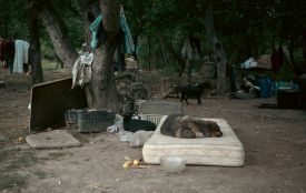 З притулку Томи Пастух вивезли 14 собак — зоозахисники заявляють про жахливі умови їх утримання