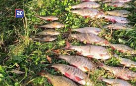 Плітка й окунь обійшлися у 50 тисяч: на Мурафі викрили незаконний вилов