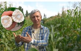 «У ній скриня білків»:  як селекціонер з Вінниці відродив козацьку білозерну кукурудзу