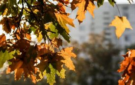 Не давайте в борг і не лізьте у сварки: Історія, традиції та заборони 5 жовтня