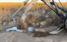 Мертвих тварин роками закопували в землю? На Вінниччині розслідують забруднення сільгоспугідь