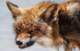 Лисиці, коти й собаки: на Вінниччині виявили понад сотню скажених тварин