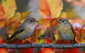 Вітайте Максима, Гната та Єфросинію. Історія, заборони та прикмети 23 вересня