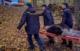 Пішла по гриби й не повернулася додому: в П’ятничанському лісі шукали 67-річну жінку