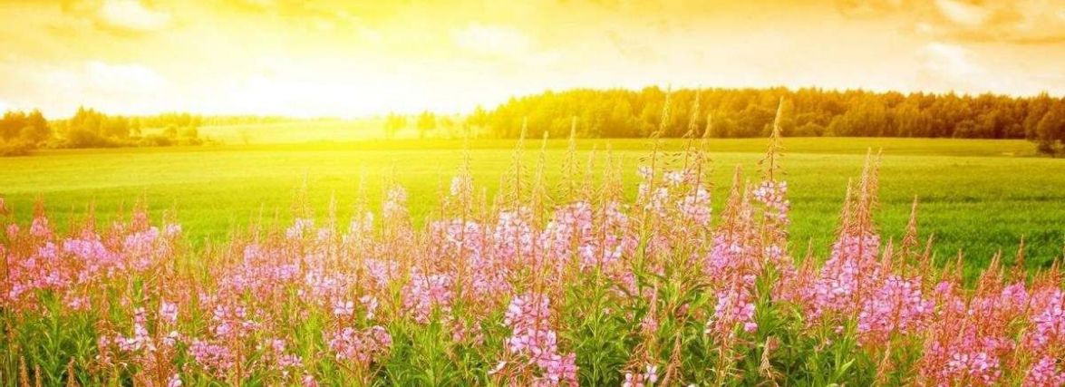 У цей день вітайте Софію та Антона. Історія, заборони і прикмети 6 липня