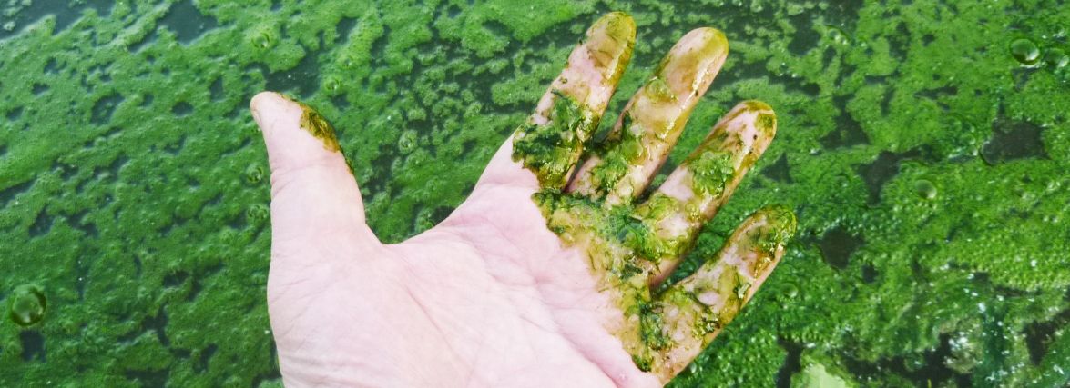 Чому «цвіте» вода у водоймах і де в спеку не рекомендується купатися?