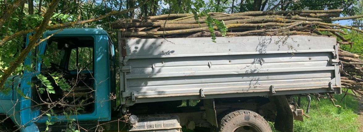 Попався двічі за тиждень. На Вінниччині викрили «чорного лісоруба»