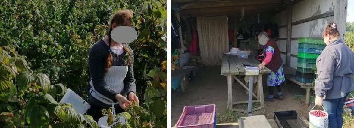 На Вінниччині зловили людей та дітей, які нелегально збирали малину