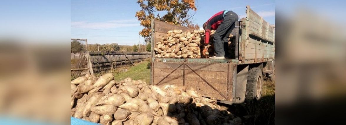 Гарбузи, сіно та буряк. Як у Подільському звіринцю готуються до зими