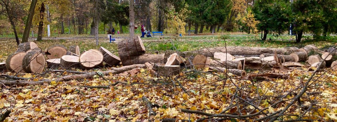 У парку Ющенка зрізають дерева. Що це — санітарна рубка чи готують ділянку під забудову?