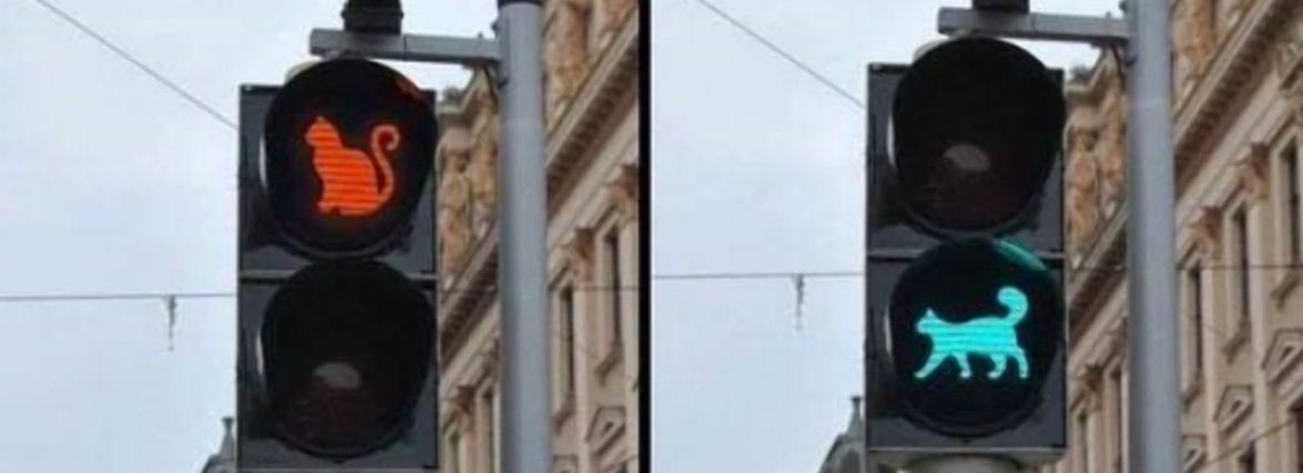 Світлофор із зображенням кота. Чи підтримують вінничани електронну петицію?