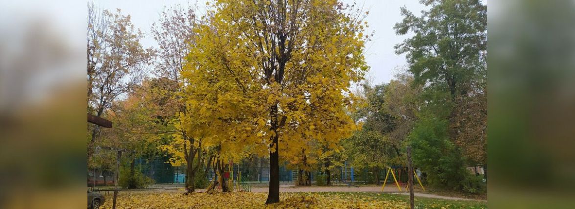 Невелике потепління та похмурий день. Прогноз погоди на 28 жовтня