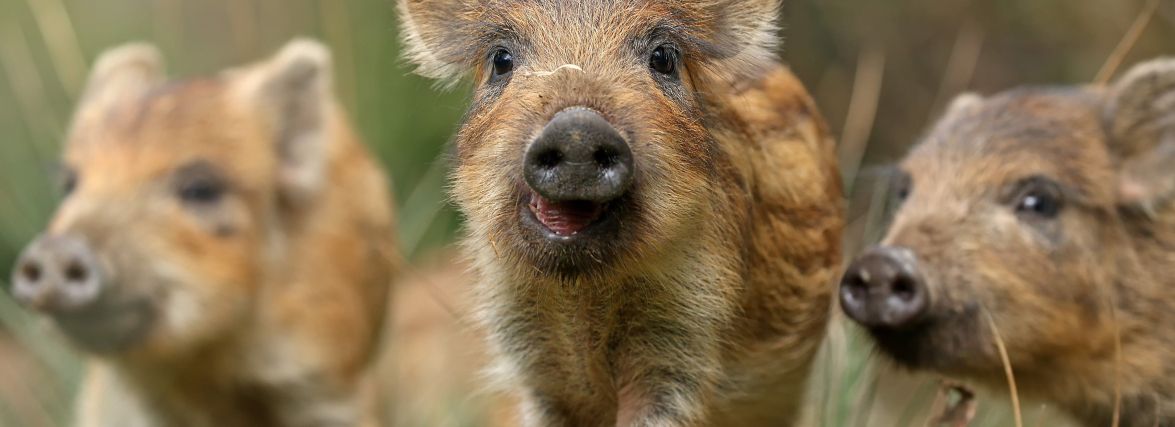 У Подільському зоопарку розпочався весняний бебі-бум