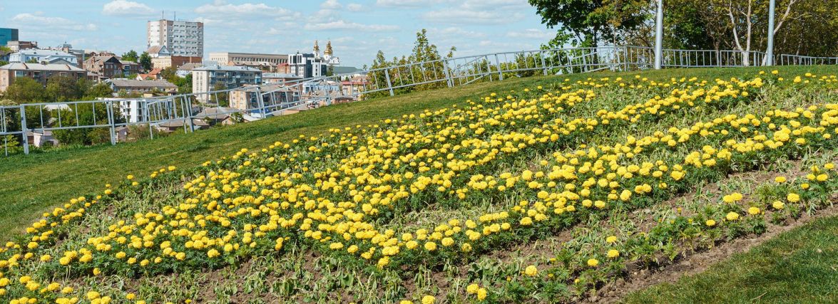На Замковій горі створили герб із чорнобривців. ФОТО ДНЯ
