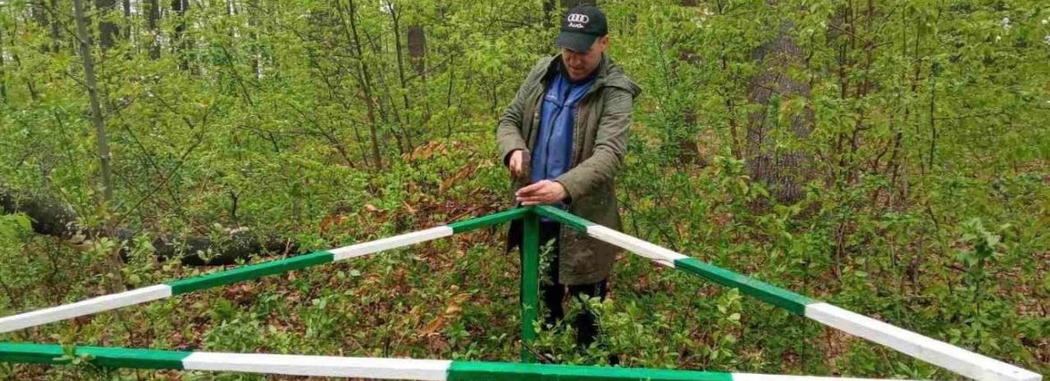 Як розселяють та охороняють мурашники у лісах. Цікаві факти про мурах