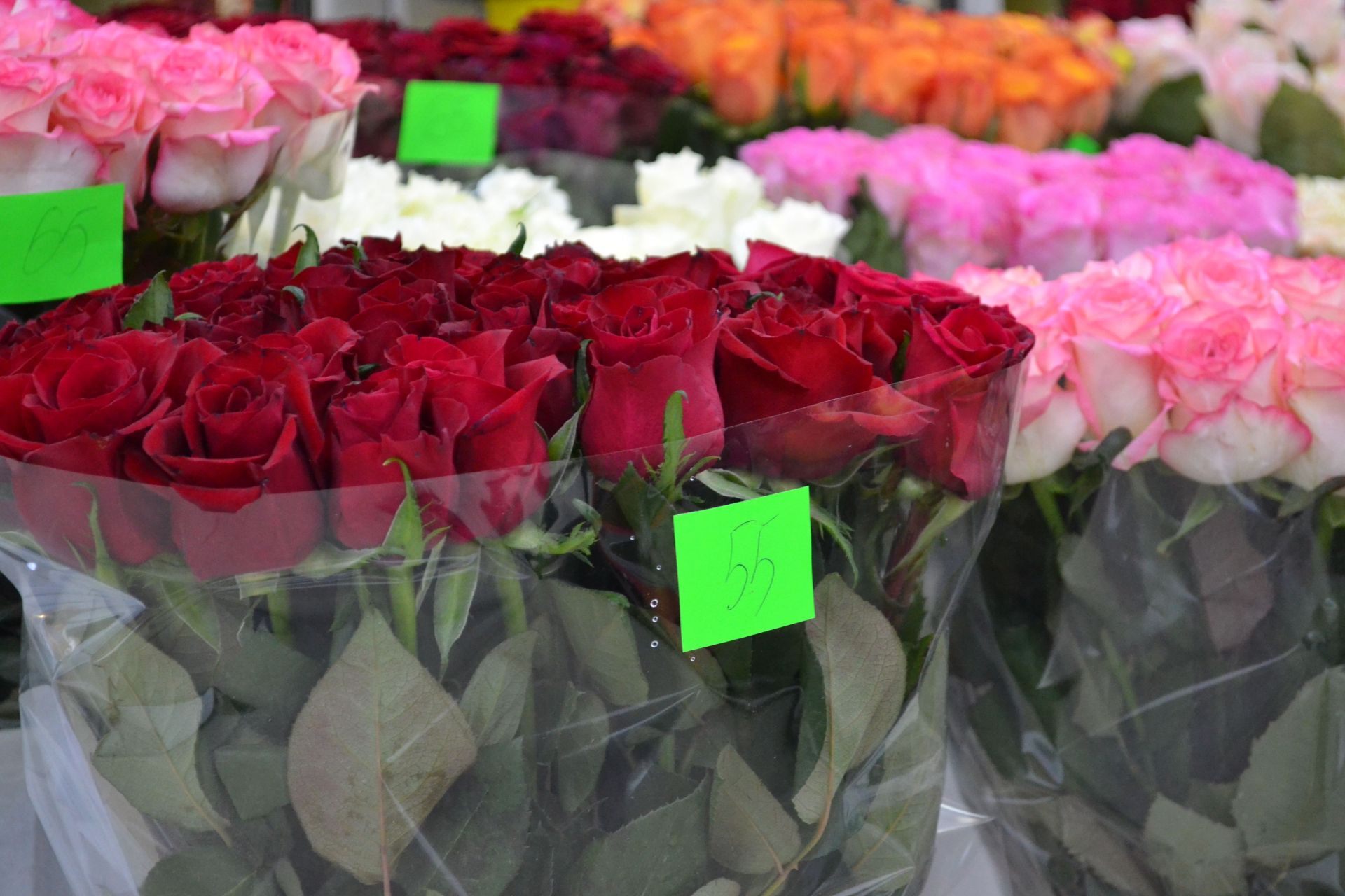 Імпортні квіти