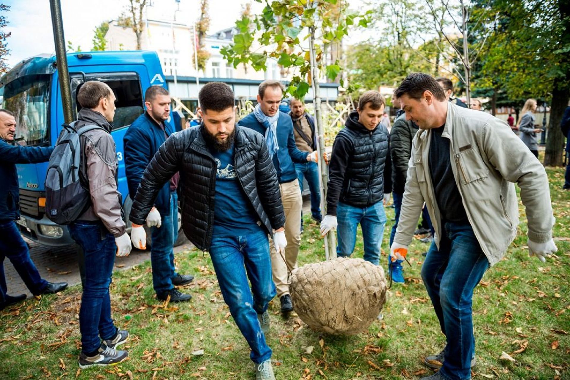 Саджанці платанів для вінницького парку