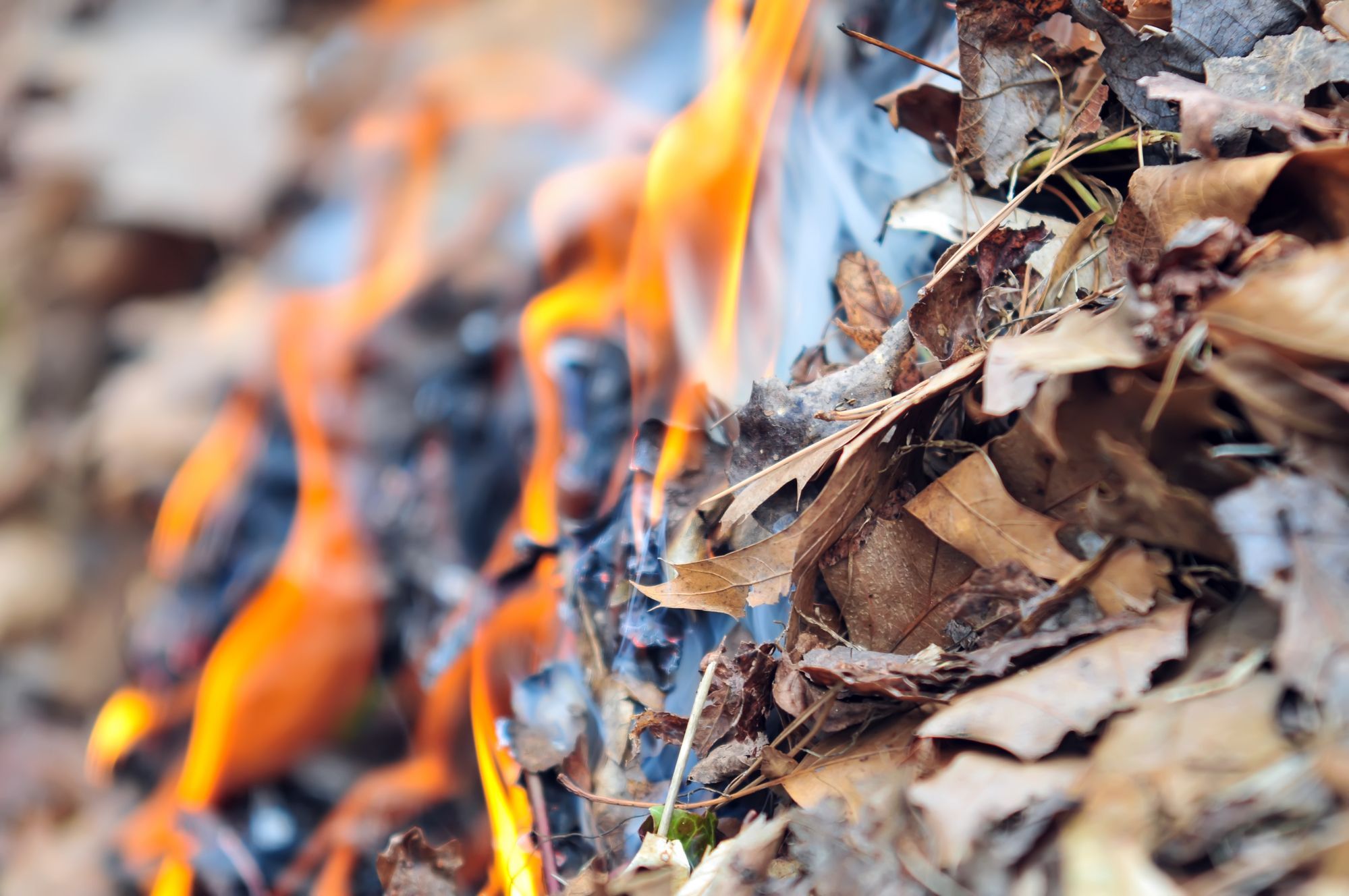 Burning leaves. Горение листьев фото.