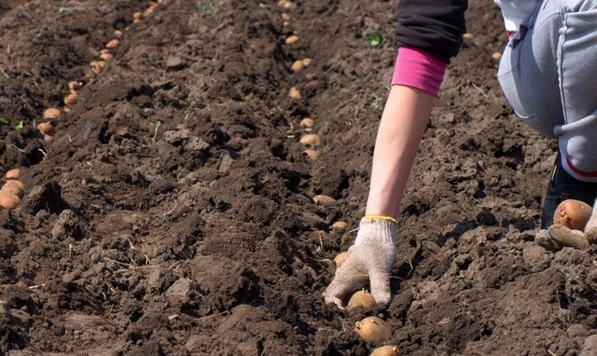 Посадка картофеля в апреле 2024 года. Посадка картофеля. Посев картошки. Сажать картошку. Посадка картошки.