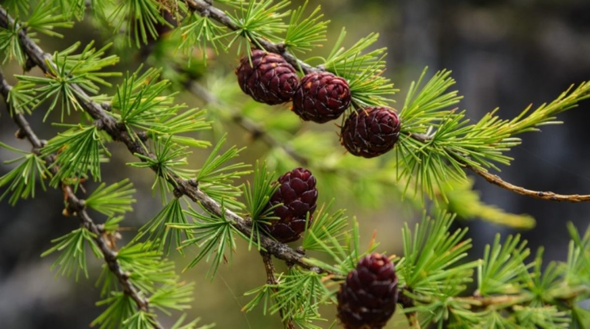 Лиственница обыкновенная. Лиственница Сибирская Larix sibirica. Лиственница Маргилинда. Лиственница Кемпфера. Лиственница Сибирская Lárix sibírica.